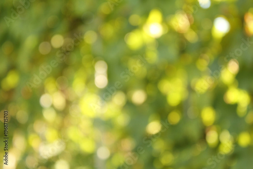 Canvas Print Light shining on tree leaves