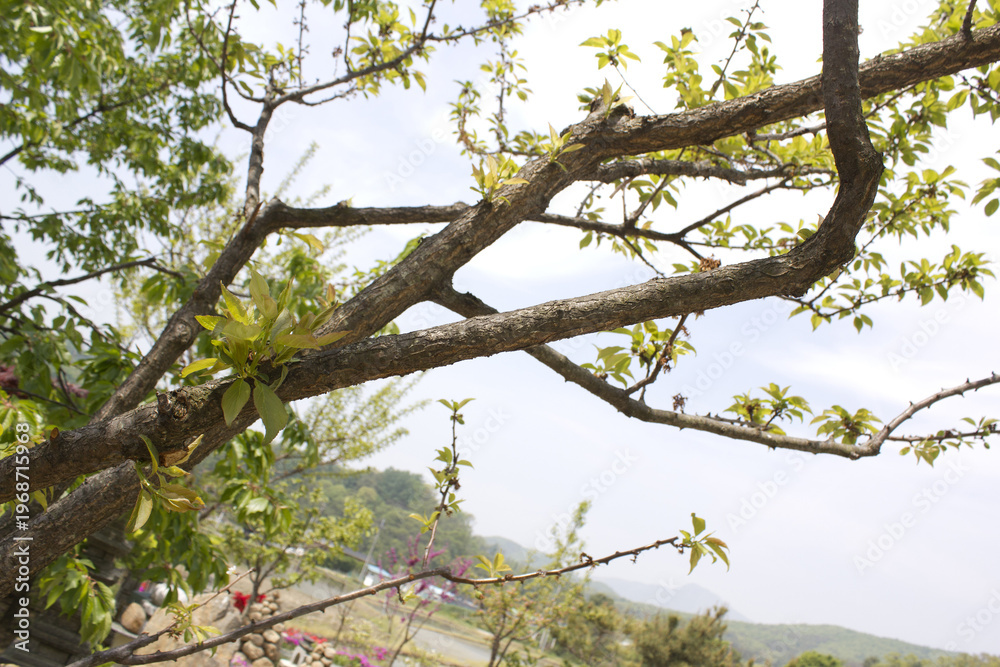 Fototapeta premium tree branch