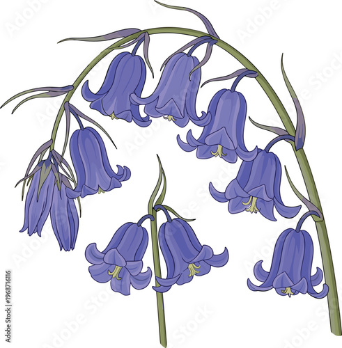 Purple bluebell flowers vector illustration with drooping bell shaped blossoms and slender stems woodland spring wildflower botanical floral element isolated on white background