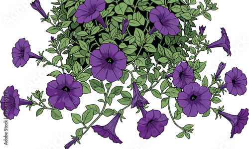 Purple petunia flowers vector illustration with blooming petunia plant and green foliage detailed botanical floral garden decoration isolated on white background