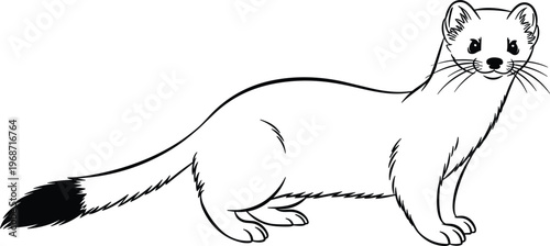 Hand-Drawn Weasel Illustration with Tail, Wild Animal Vector for Nature, Wildlife, and Forest Design Projects