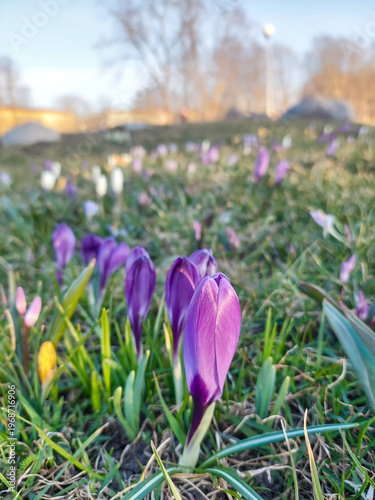 Purple Crocuses Blooming in Spring Meadow