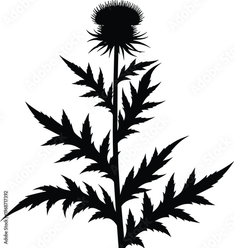 Thistle plant silhouette vector illustration featuring wild spiky flower and jagged leaves, black botanical element, natural weed design, rustic nature clipart isolated background