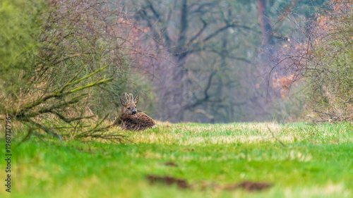 Ein Reh in einer Waldlichtung im zeitigen Frühjahr