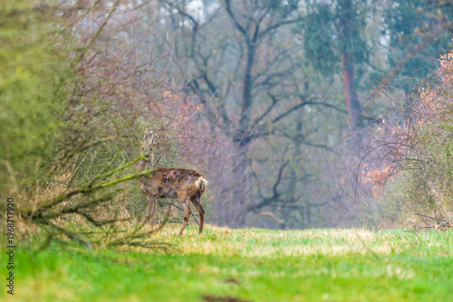 Ein Reh in einer Waldlichtung im zeitigen Frühjahr