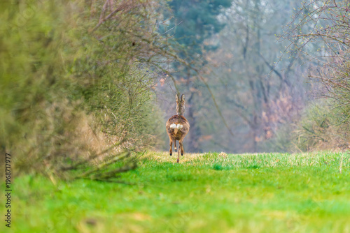 Ein Reh in einer Waldlichtung im zeitigen Frühjahr