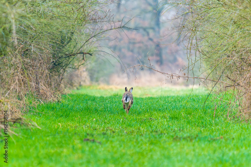 Ein hase rennt auf einer Waldlichtung im zeitigen Frühjahr
