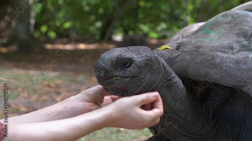 A person gently pets a giant tortoise in Seychelles during a real-time 4K video, capturing a calm and intimate wildlife moment on a tropical vacation.