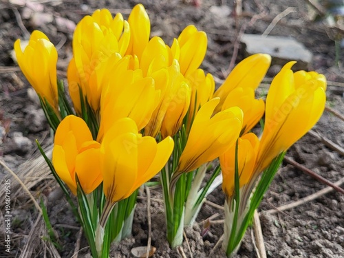 A vibrant cluster of yellow crocus flowers blooming in the garden during early spring.