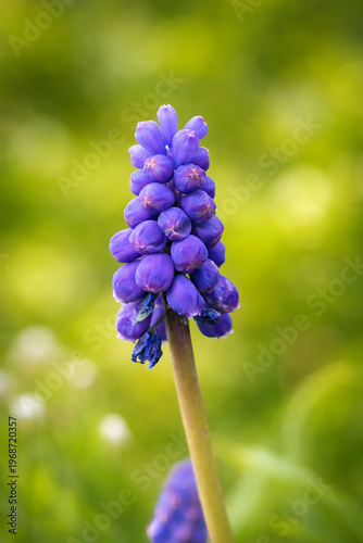 Fotografie A cute purple hyacinth on the road