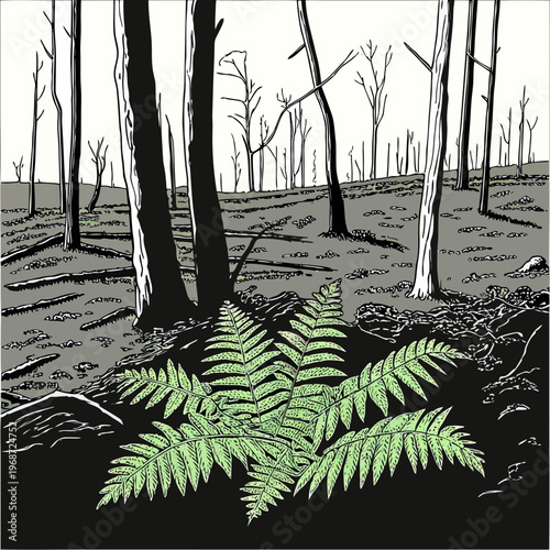 The charred remains of a forest floor with bright green ferns sprouting from the ash.