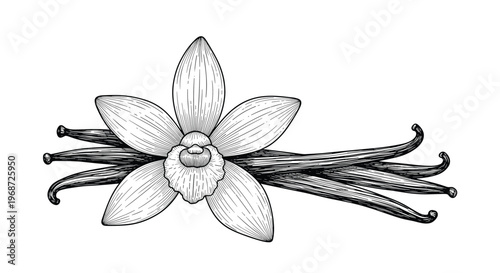 Detailed botanical illustration of a vanilla orchid flower and dried vanilla beans in a vintage woodcut engraving style.