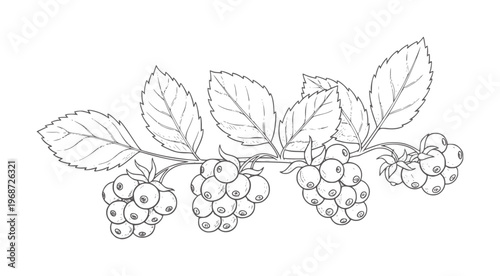 Black and white of a raspberry branch with leaves and berries