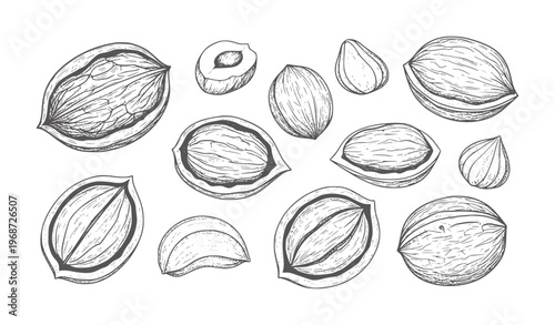 Hand drawn assortment of various nuts and seeds in style walnut almond hazelnut