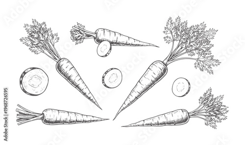 Hand drawn of fresh carrots with green tops and slices vegetable vegetables food