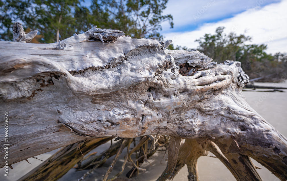 Fototapeta premium close up details of weathered driftwood on Jekyll Island in Georgia