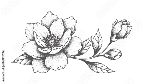 Ink of a blooming flower with buds and leaves botanical floral
