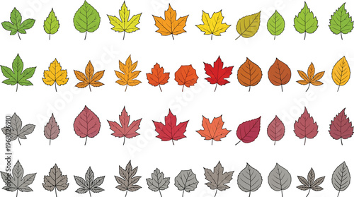 Seasonal leaf transition illustration showing spring green, summer yellow, autumn orange, late fall red, and winter dried foliage cycle