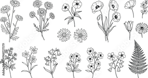Detailed black and white botanical flower illustrations with daisies, poppies, bellflowers, ferns, nature plants, vintage floral line art drawing