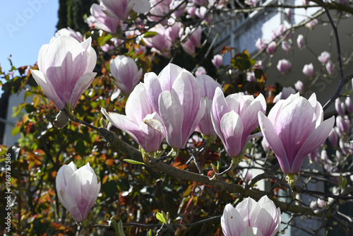 Wallpaper Mural magnolienblüte Torontodigital.ca