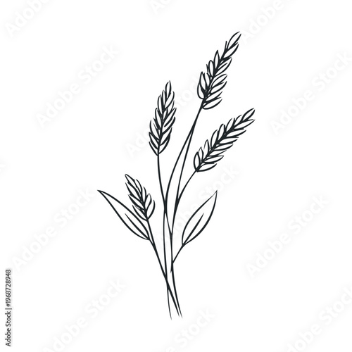 Wheat plant illustration features a simple, elegant outline drawing of cereal grains and leaves, perfect for rustic and natural designs.