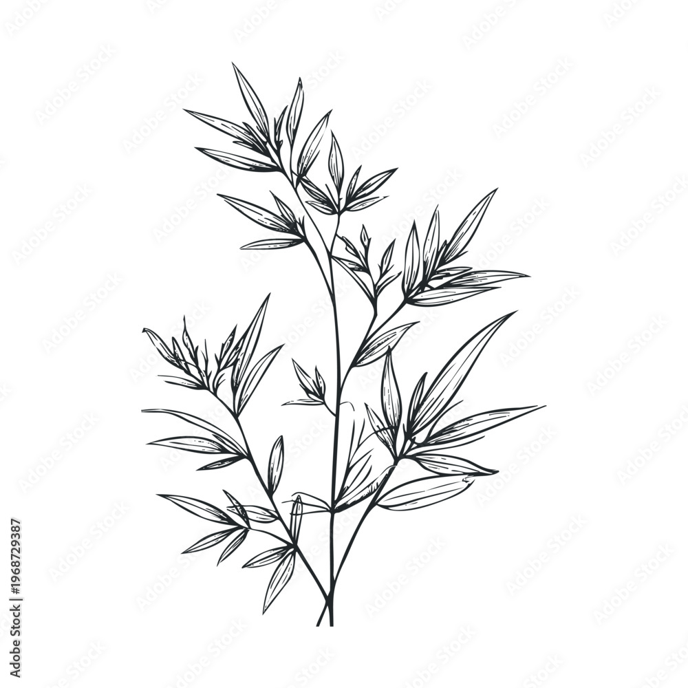 Fototapeta premium Elegant bamboo plant branches with delicate leaves are beautifully rendered in a hand-drawn illustration style, perfect for various design projects.