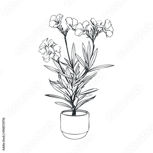 Potted flowering plant with delicate blossoms and slender leaves is rendered in a detailed black and white botanical line art illustration style.