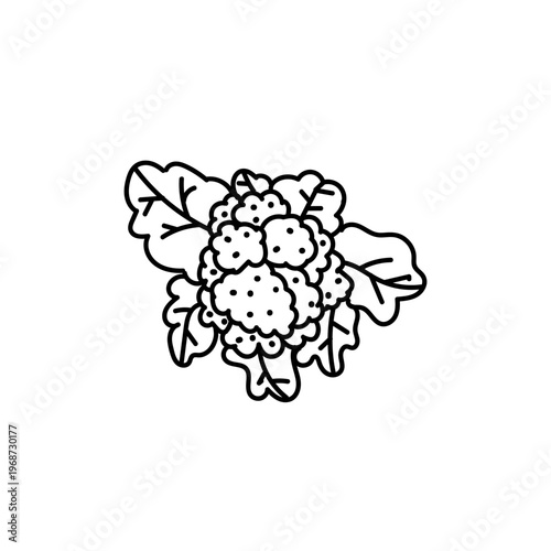 Hand drawn cauliflower icon , simple doodle icon