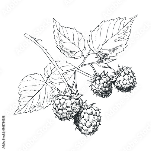 Fresh raspberries branch with green leaves and ripe berries, intricately hand-drawn in a detailed botanical illustration style, perfect for natural food designs.