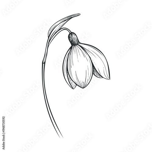 Elegant snowdrop flower illustration with delicate petals and a graceful stem, hand-drawn in a classic botanical sketch style perfect for spring designs.