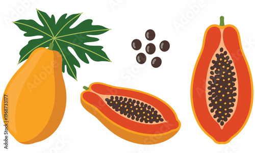 Vector graphic illustration of a papaya fruit with seeds and leaves design elements