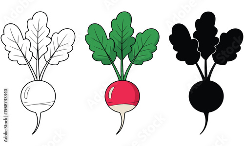 Vector graphic illustrations of radish in three styles