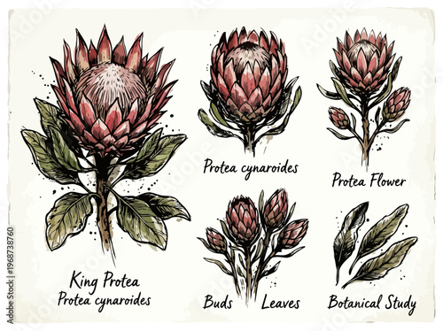 Botanical study of King Protea flower buds and leaves with labels