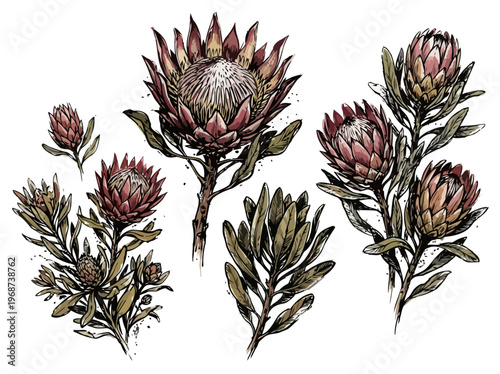 Vintage botanical illustration of King Protea flowers and buds