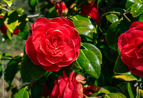 Camelia Bush Flowers Close-up 2