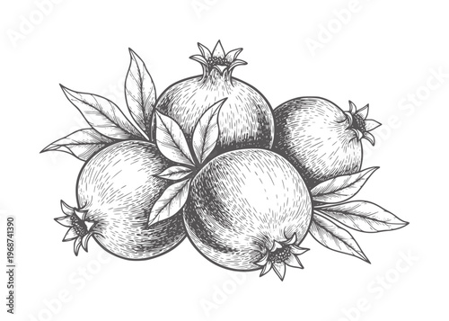 Hand drawn of four pomegranates with leaves in monochrome fruit black white