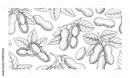 Hand drawn peanut plant branches with leaves and pods peanuts leaf