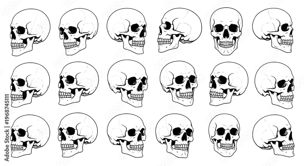 Obraz premium Skulls set with various black line art illustrations and side views, skulls in different angles and expressions