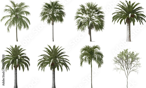 Various Palm Tree and Tropical Plant Collection with Detailed Realistic Styles Botanical Nature Vector Set Isolated on White Background