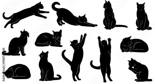 Cats black silhouette set with various poses and white outlines on white background featuring cat silhouettes, feline, animals with pet and pets