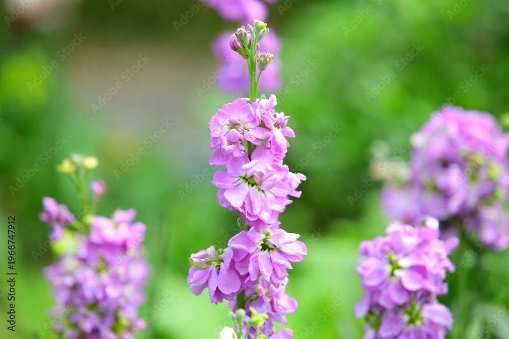 Obraz premium Violet flowers blooming in the garden with soft background 