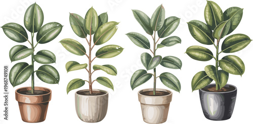 Four potted indoor plants with glossy green leaves in terracotta and ceramic pots potted plants terracotta pots