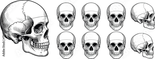 3 d rendered skulls from different angles showing bone structure and teeth 3d rendering anatomy
