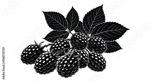 A detailed illustration depicts ripe blackberries with lush foliage rendered as a striking black silhouette high quality professional modern elegant stylish