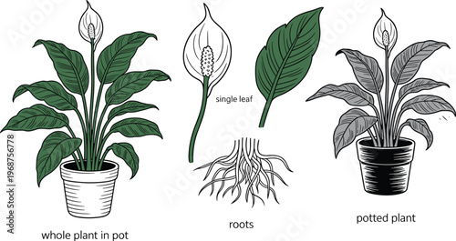 Green potted plant with glossy leaves and visible roots green leaves white pot plant roots