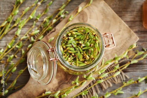 Preparing gemmotherapeutic herbal tincture from fresh young willow branches with buds harvested in spring