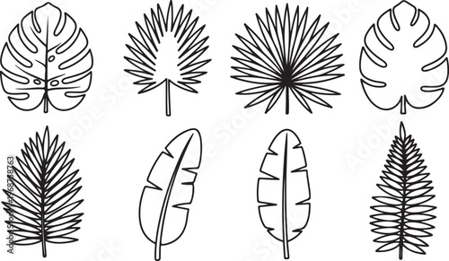 Illustrations of various leaf shapes and structures for botanical reference Vector