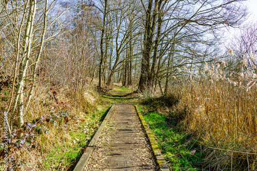 Hiking trail with a straight wooden walkway over marshy terrain in Tosch-Langeren nature reserve, surrounded by bare trees, wil grass and dry scrublands, winter day in Maaseik, Belgium