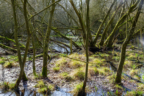 Flooded area among abundant bare trees, wild vegetation and scrubland, marshy area in Tosch-Langeren nature reserve, reflection on water surface, winter day in Maaseik, Belgium