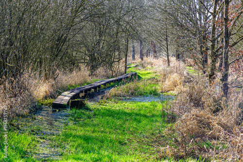 Narrow and dilapidated wooden footbridge over flooded marshy ground in Tosch-Langeren nature reserve, surrounded by bare trees, green grass and dry scrub, winter day in Maaseik, Belgium